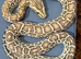 Dwarf Hypo Het Granite Het Albino Burmese python