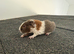 Teddy sow