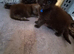 Maine Coon Kittens