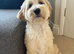 Gold and Cream Tibetan Terrier boy