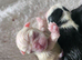 Pug puppies for sale