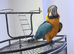 blue and gold macaw parrot