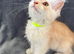 Maine coon 3/4 Cross Kittens