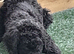 GORGEOUS GOLDENDOODLE PUPPIES READY NOW!!
