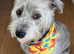 *FERN RESCUE*5 YO TERRIER FOR ADOPTION*