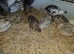 Cotunix Quail for sale