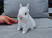 Netherland dwarf boy ready for reserve