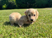 Dachshund miniature long hair KC registered