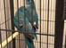 Kakariki parakeet