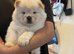 Miss chow chow puppy