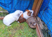 3 male guinea pigs looking for new homes