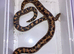 KENYAN SAND BOA - Pair