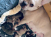 Stunning litter