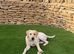 21 week old golden retriever for sale
