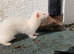 MICRO FERRETS