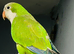 Tame Baby green Quaker talking Parrot