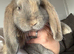 Stunning pure bred French lop babies