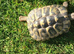 Female Hermanns tortoises for sale