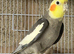 Cockatiel male