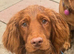 Cocker spaniel