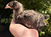 4 Week old Cuckoo Maran chicks