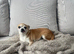 Chihuahua female