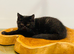 CHAMPION GCCF BLACK BRITISH SHORTHAIR KITTEN