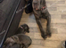 Cane corso pups