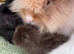 Angora buns