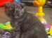 TICA /Scottish fold/BSH kittens