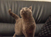**British Shorthair Kittens**