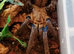 Triumphtarantulas