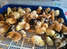 Week old pure breed chicks