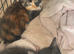 Ready now! 3 kittens for sale.