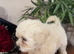 Beautiful 8 Week Old Cream Maltipoo Puppy – Leo