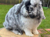 Pure bred pedigreed baby mini lops