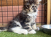 Maine Coon XXL Kitten – Black Silver Tabby & White Boy – TICA Registered