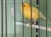 Two canary&rsquo;s for sale hens
