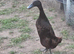 Mixed ducks
