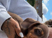 Beautiful Dachshund Puppies – Ready Now