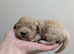 Gorgeous lhasapoo puppies