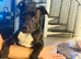 Staffy Staffy puppy