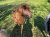 Mini Shetland mare