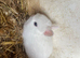 Netherlan dwarfs