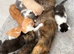 5 weeks old kittens mixed breed, the mom is maine coon