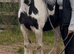 For sale Barbie 6yo cob mare