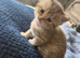 Exceptional British Shorthair Kittens
