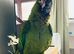 Military Macaw