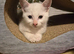 Beautiful kittens, ready now!