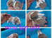 Stunning mini lop babies for reserve